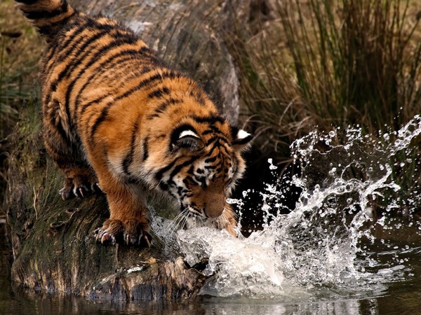 TIGRE