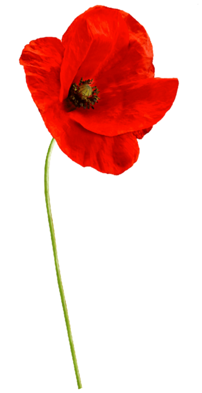 COQUELICOT