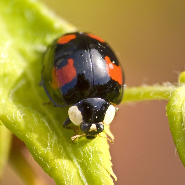 COCCINELLE 3