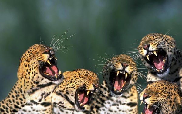 LEOPARDS