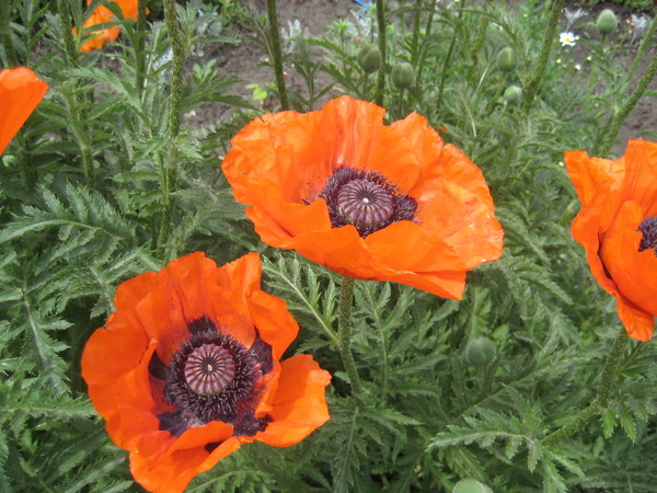 COQUELICOTS