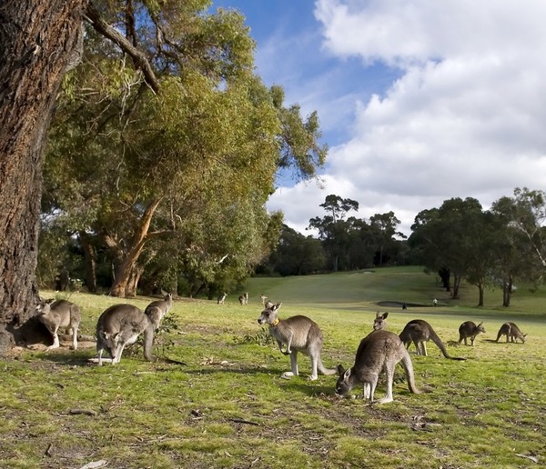 KANGOUROUS