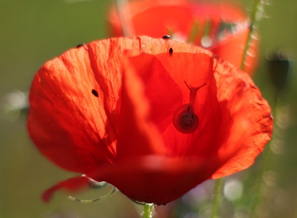 COQUELICOTS