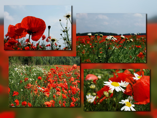 COQUELICOTS