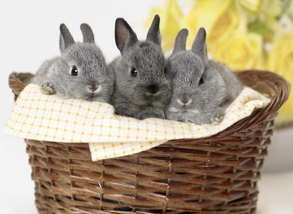 LAPINS