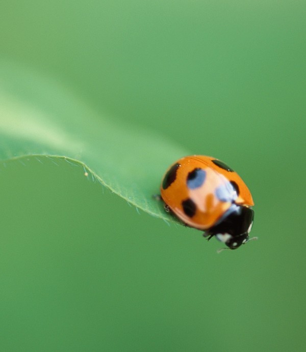 COCCINELLE