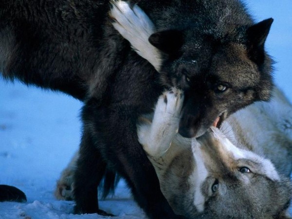 LOUPS