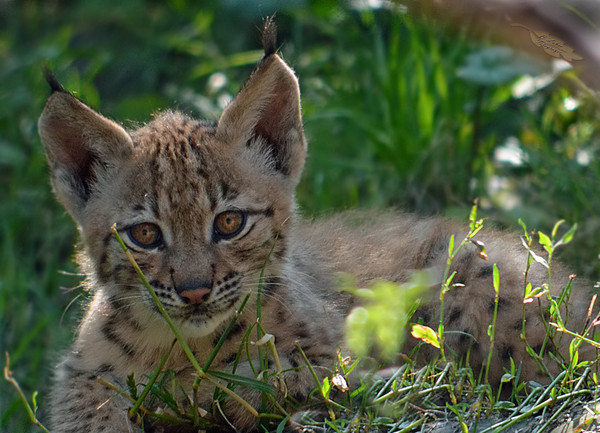 LYNX