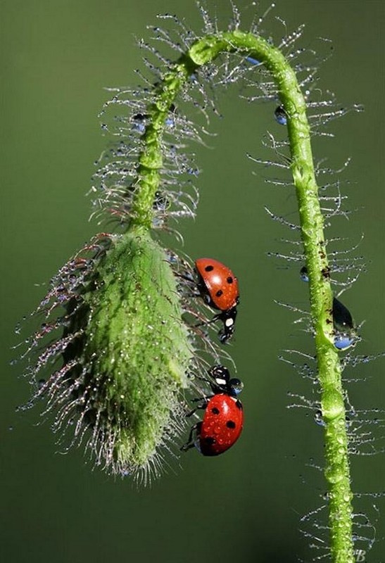 COCCINELLES