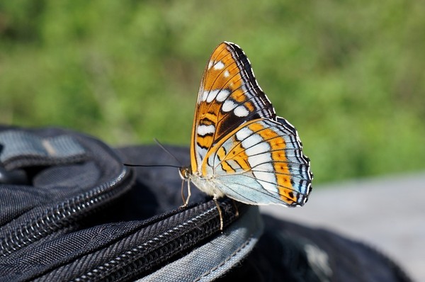 PAPILLONS