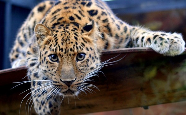 LEOPARD