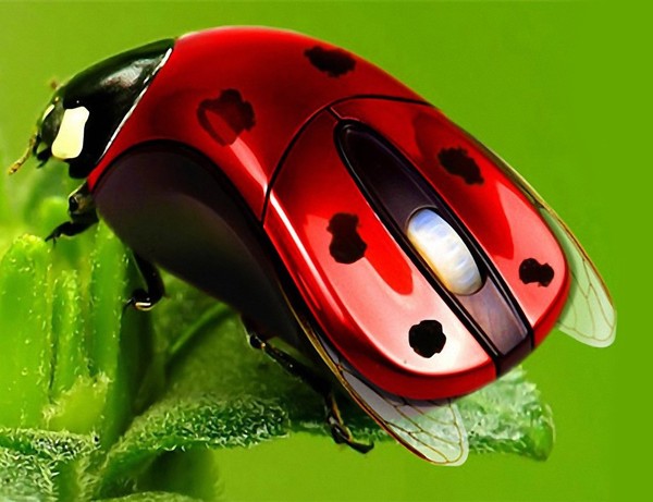 COCCINELLE