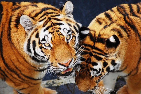 TIGRES