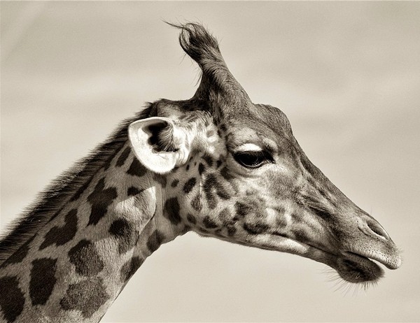 GIRAFE