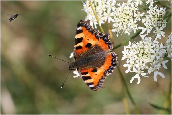 PAPILLON