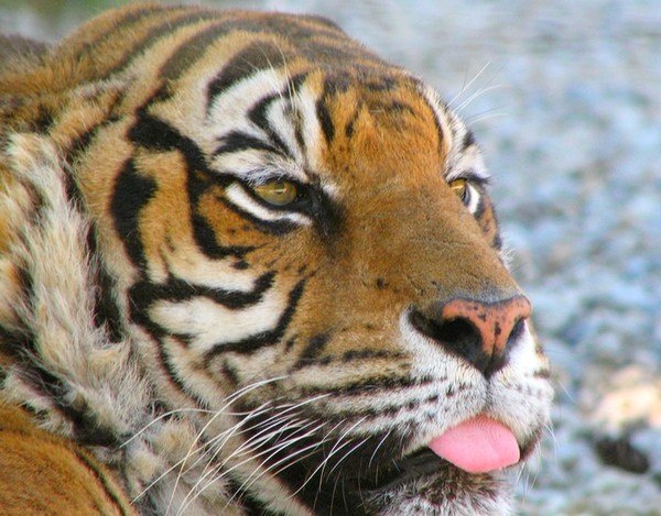 TIGRE