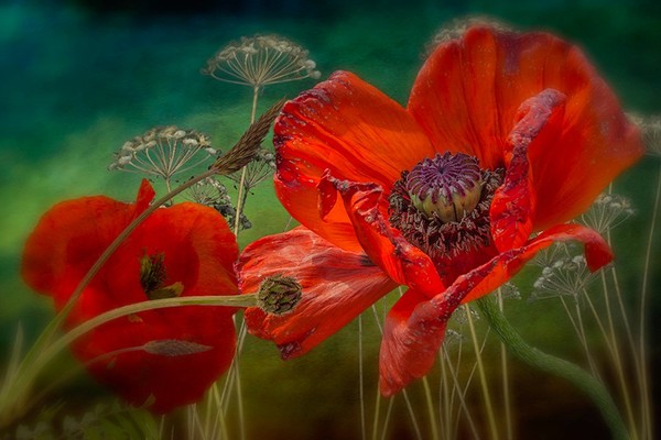 COQUELICOTS