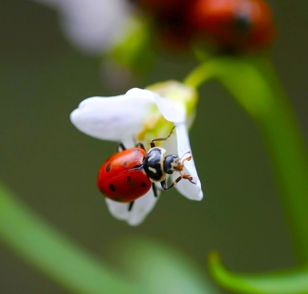 COCCINELLE