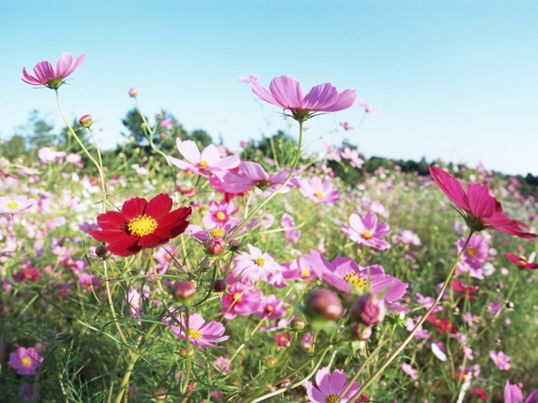 FLEURS