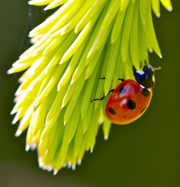 COCCINELLE