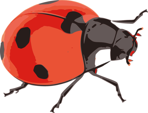 COCCINELLE 2