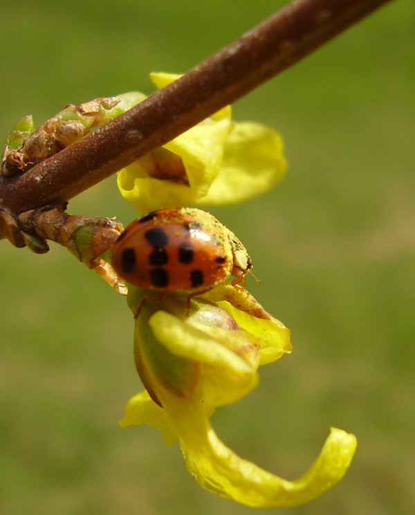 COCCINELLE