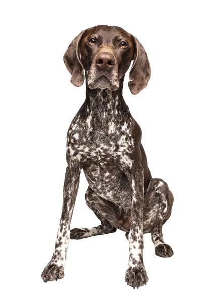 CHIEN 5