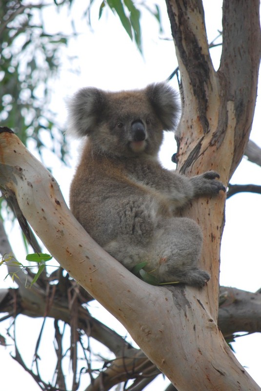 KOALA