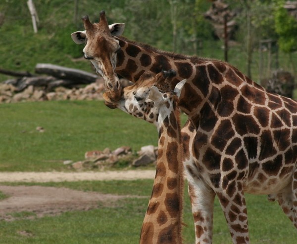 GIRAFE