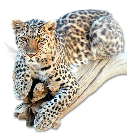 LEOPARD