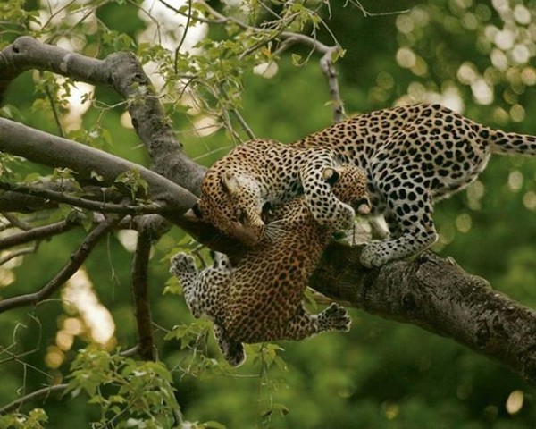 LEOPARDS