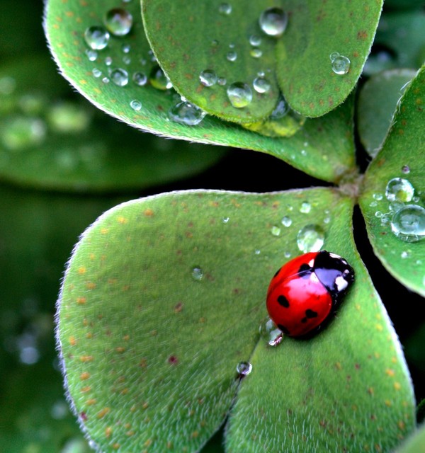 COCCINELLE