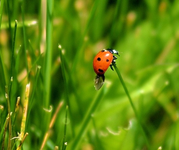 COCCINELLE