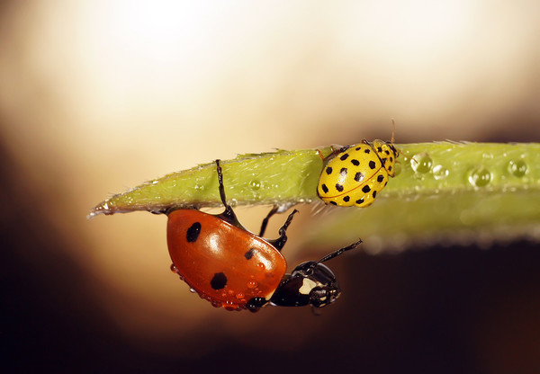 COCCINELLES 2