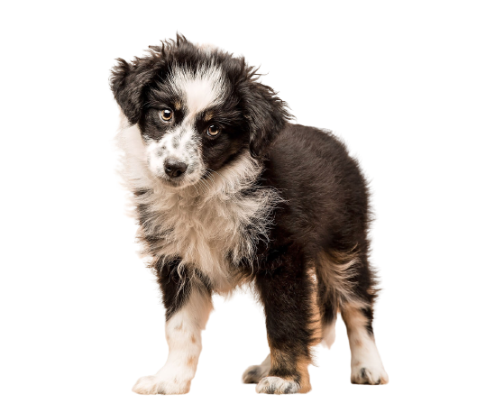 CHIEN 5