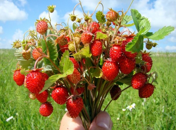 LES FRAISES