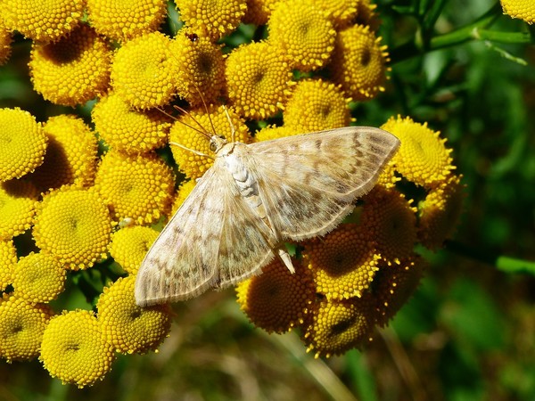 PAPILLON