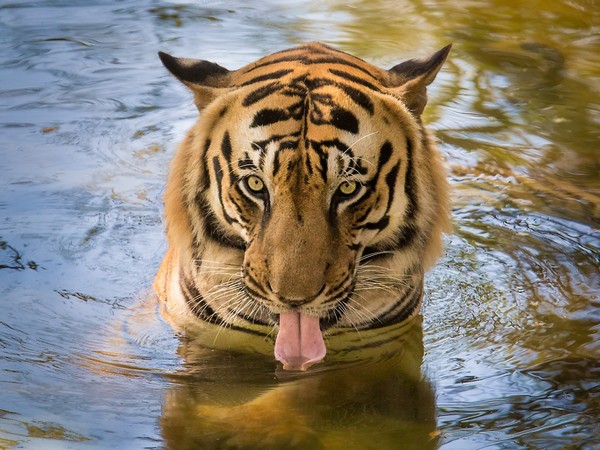 TIGRE