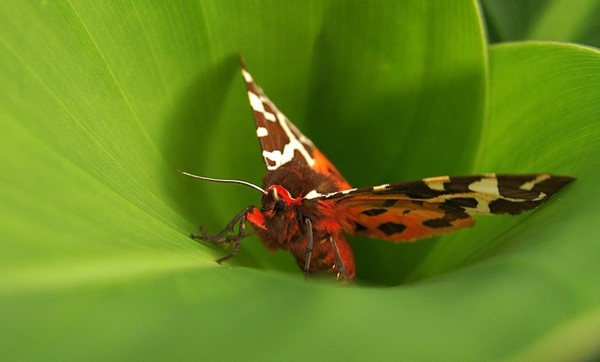 PAPILLON