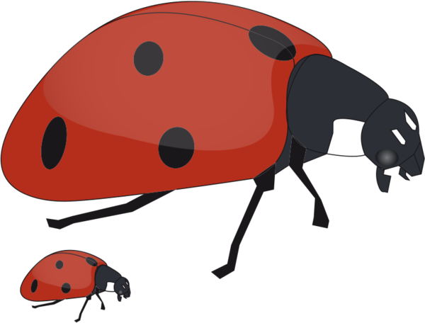 COCCINELLE 2