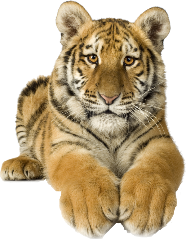 TIGRE