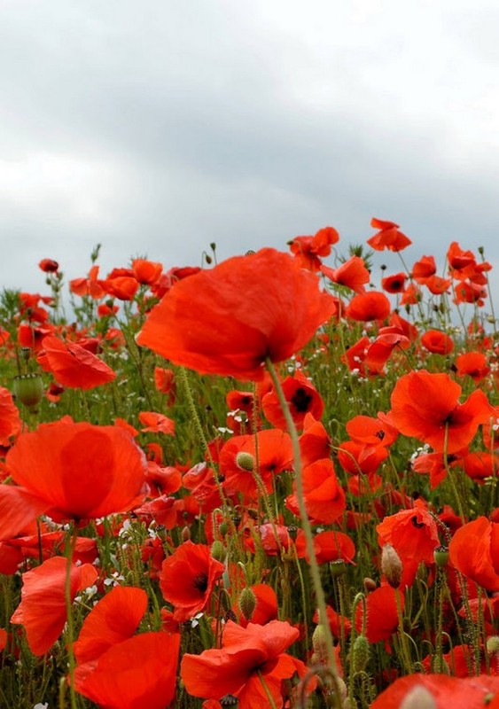 COQUELICOTS