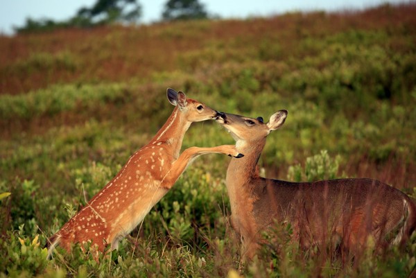 BICHE ET FAON