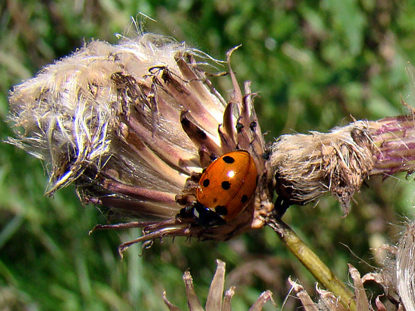 COCCINELLE