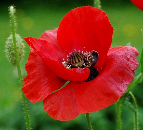 COQUELICOT