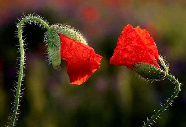 COQUELICOTS