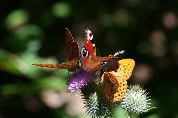 PAPILLONS