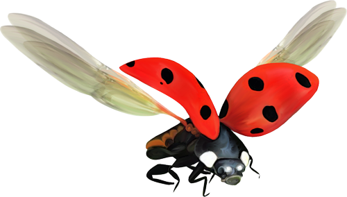 COCCINELLE