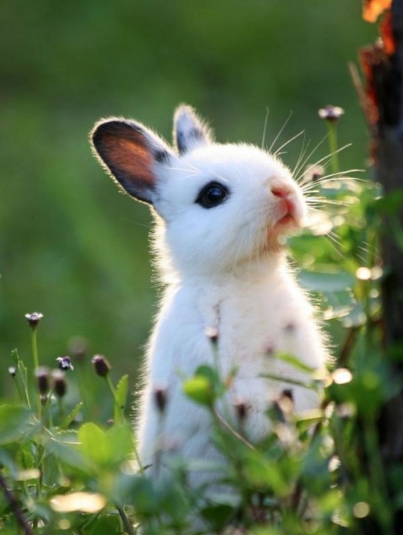 LAPIN