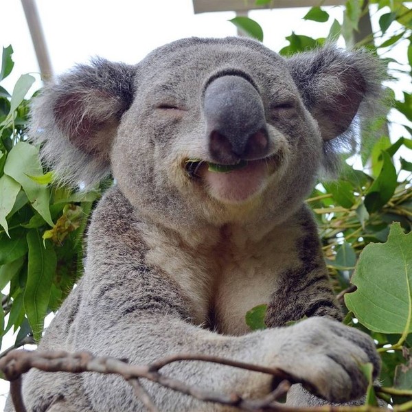 KOALA